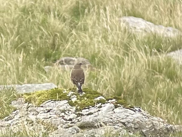 Northern Wheatear - ML640709498