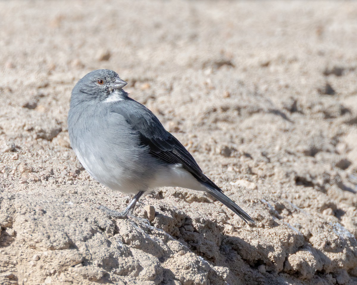 ノドジロヤマシトド - ML640709520