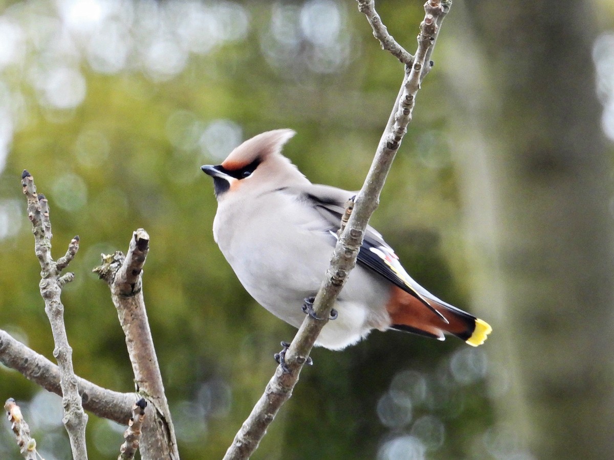 Bohemian Waxwing - ML640709528