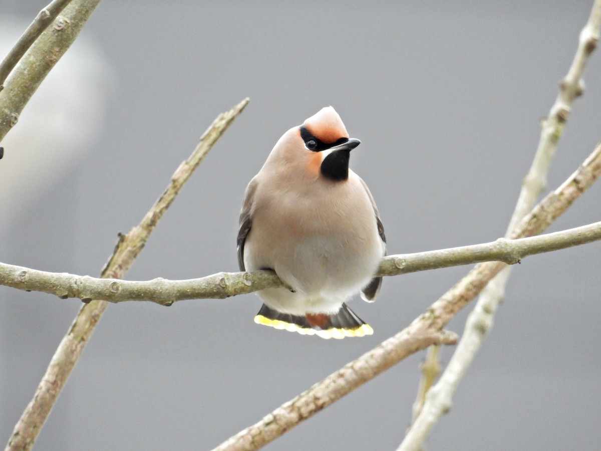 Bohemian Waxwing - ML640709531