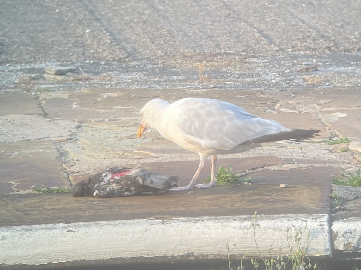 European Herring Gull - ML640709548