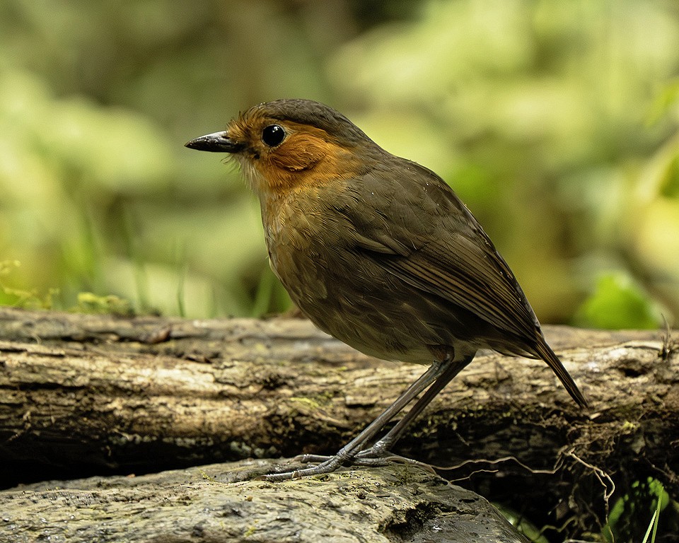 Rufous-faced Antpitta - ML640709552