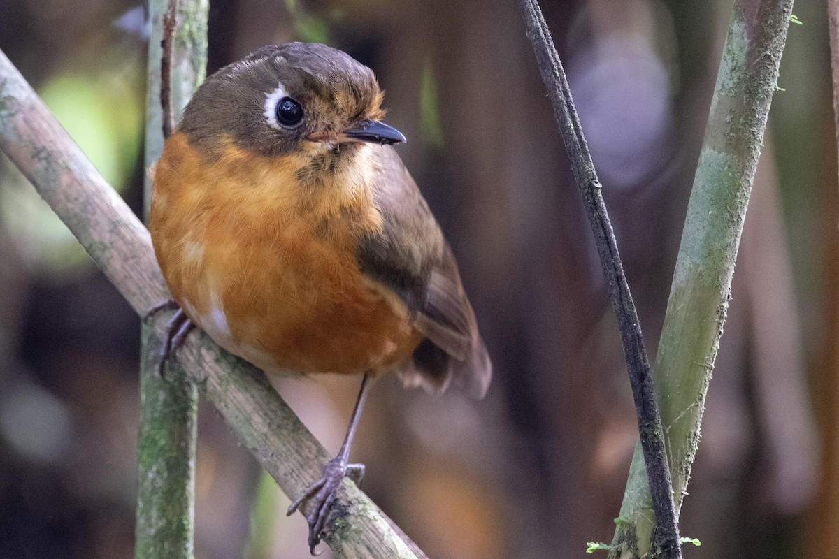 Leymebamba Antpitta - ML640709606