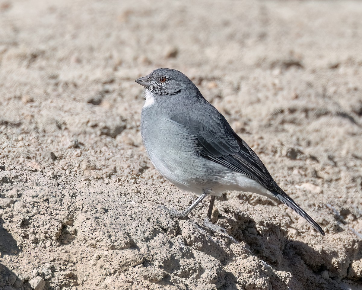 ノドジロヤマシトド - ML640709612