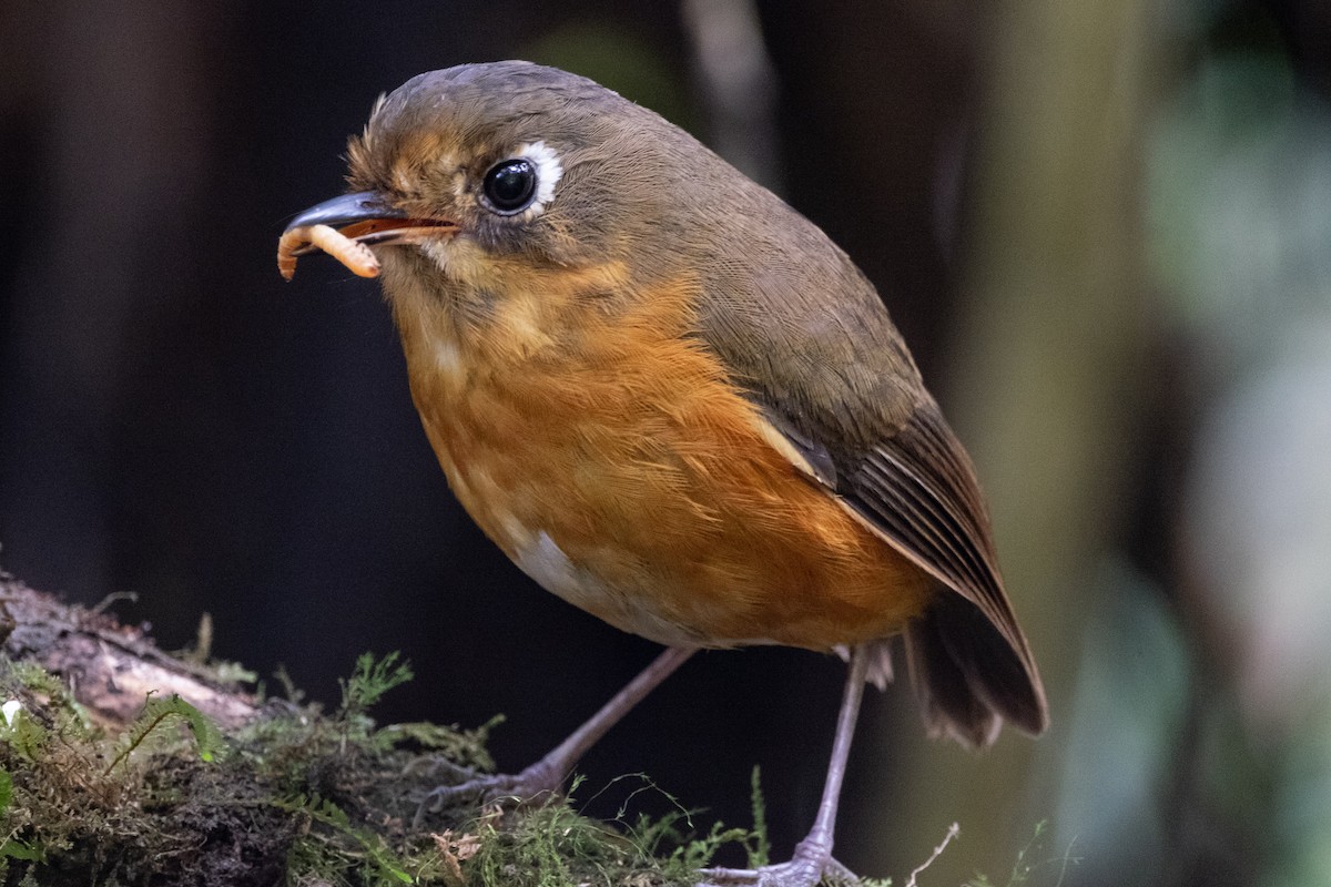 Leymebamba Antpitta - ML640709618