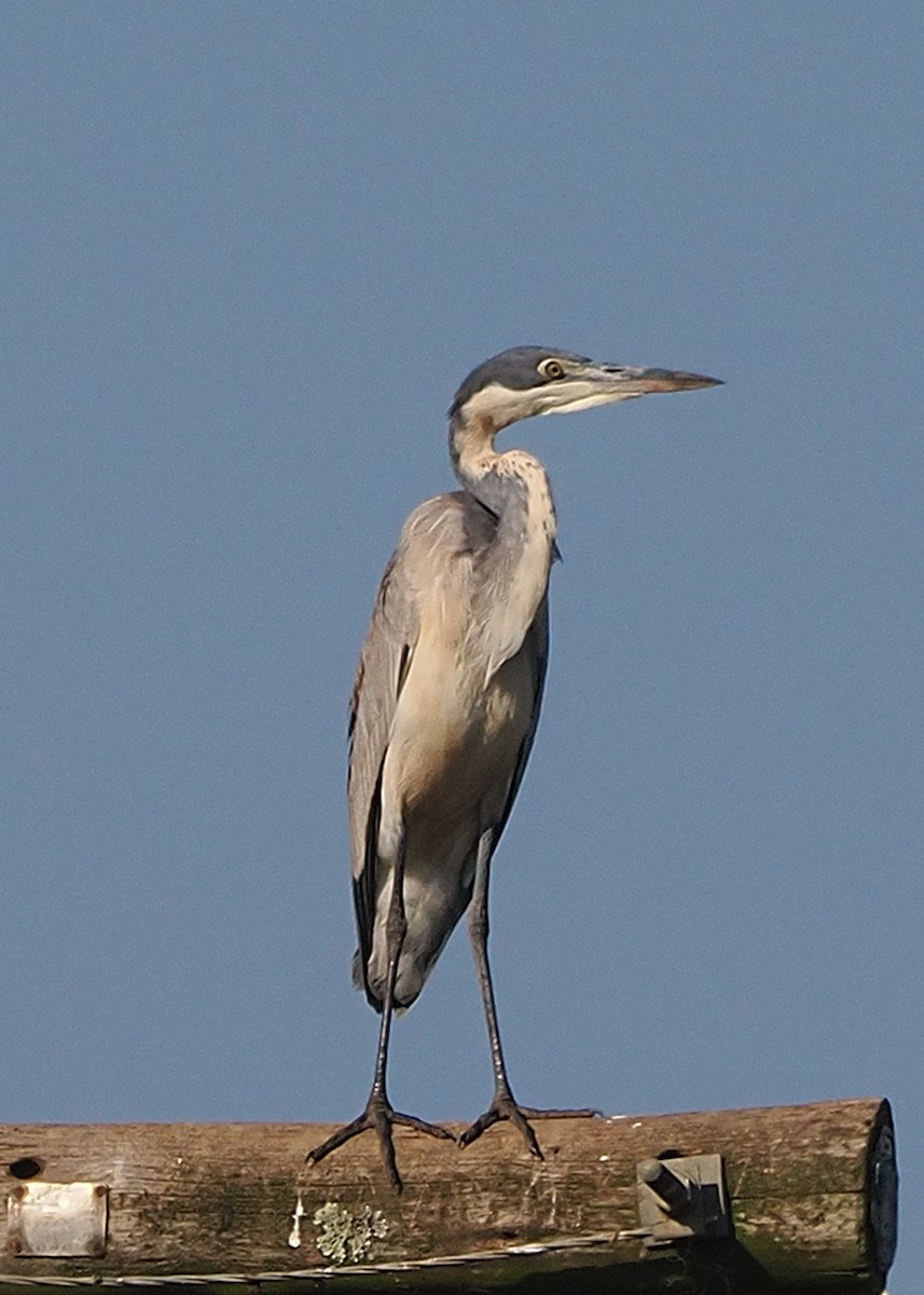 svarthodehegre - ML640709620