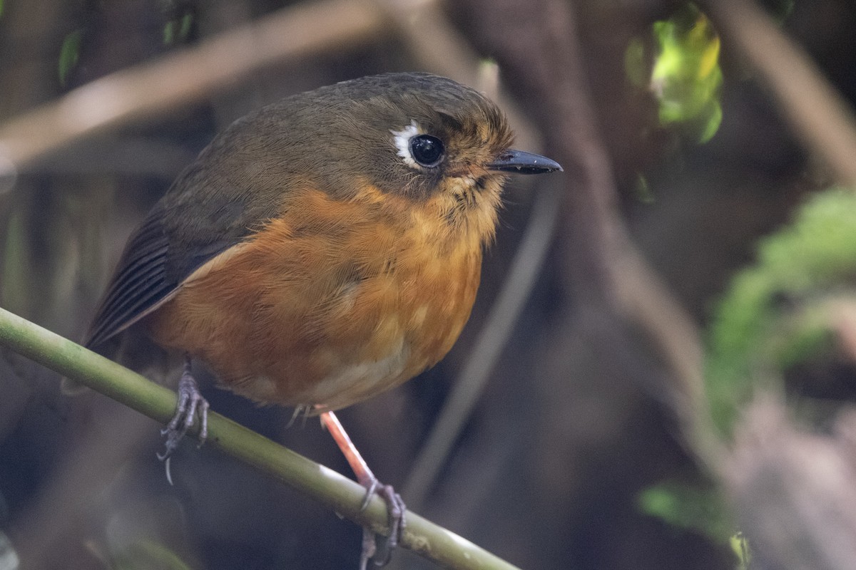 Leymebamba Antpitta - ML640709621