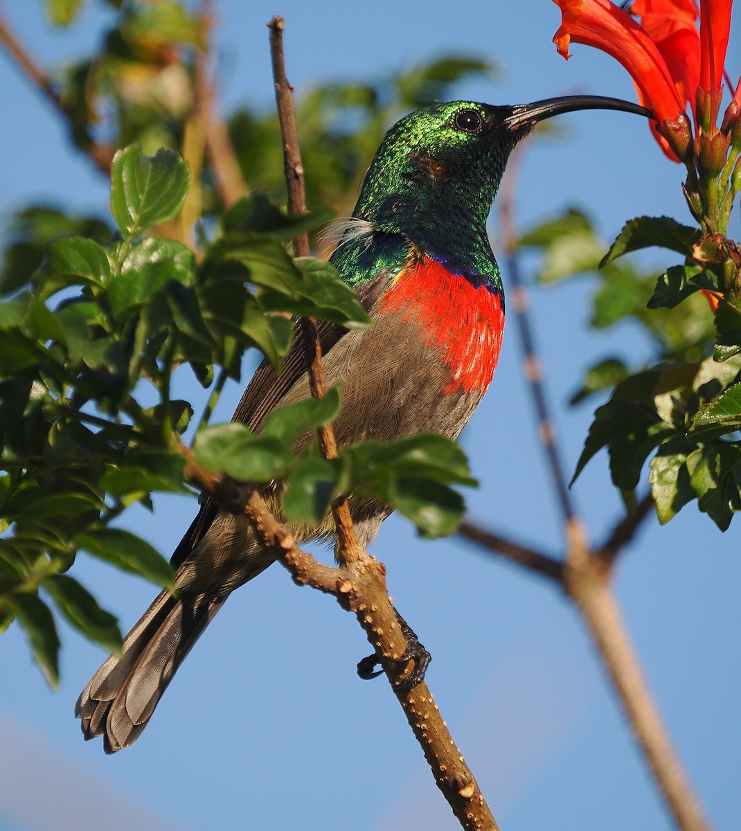 Greater Double-collared Sunbird - ML640709649