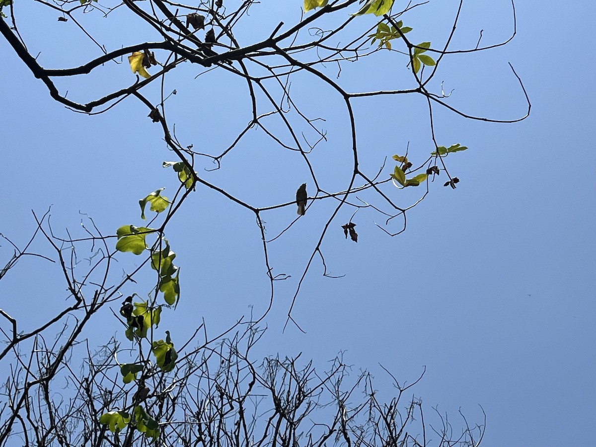 Noronha Vireo - ML640709706