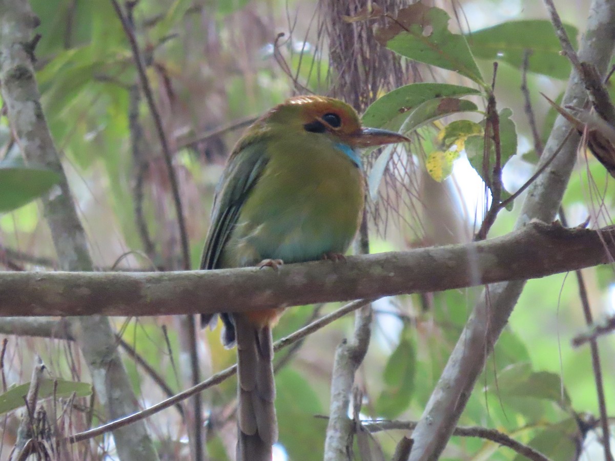 Motmot à gorge bleue - ML640709719