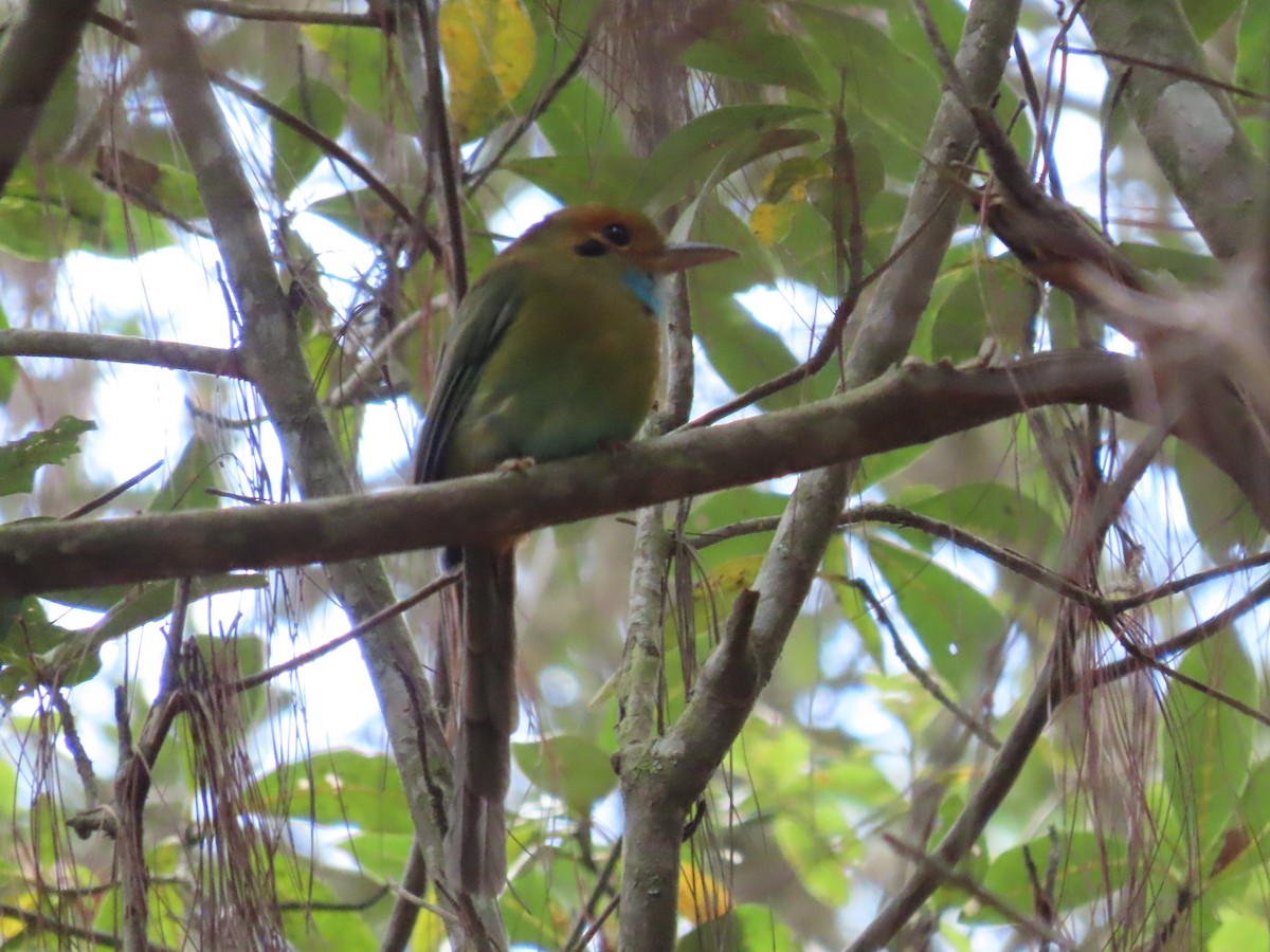 Motmot à gorge bleue - ML640709720