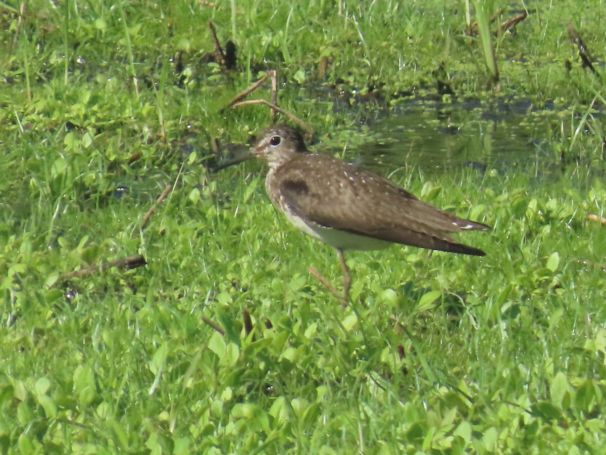Solitary Sandpiper - ML640709751
