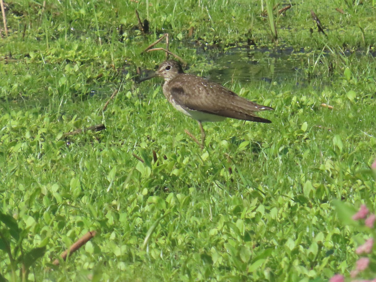 Solitary Sandpiper - ML640709752