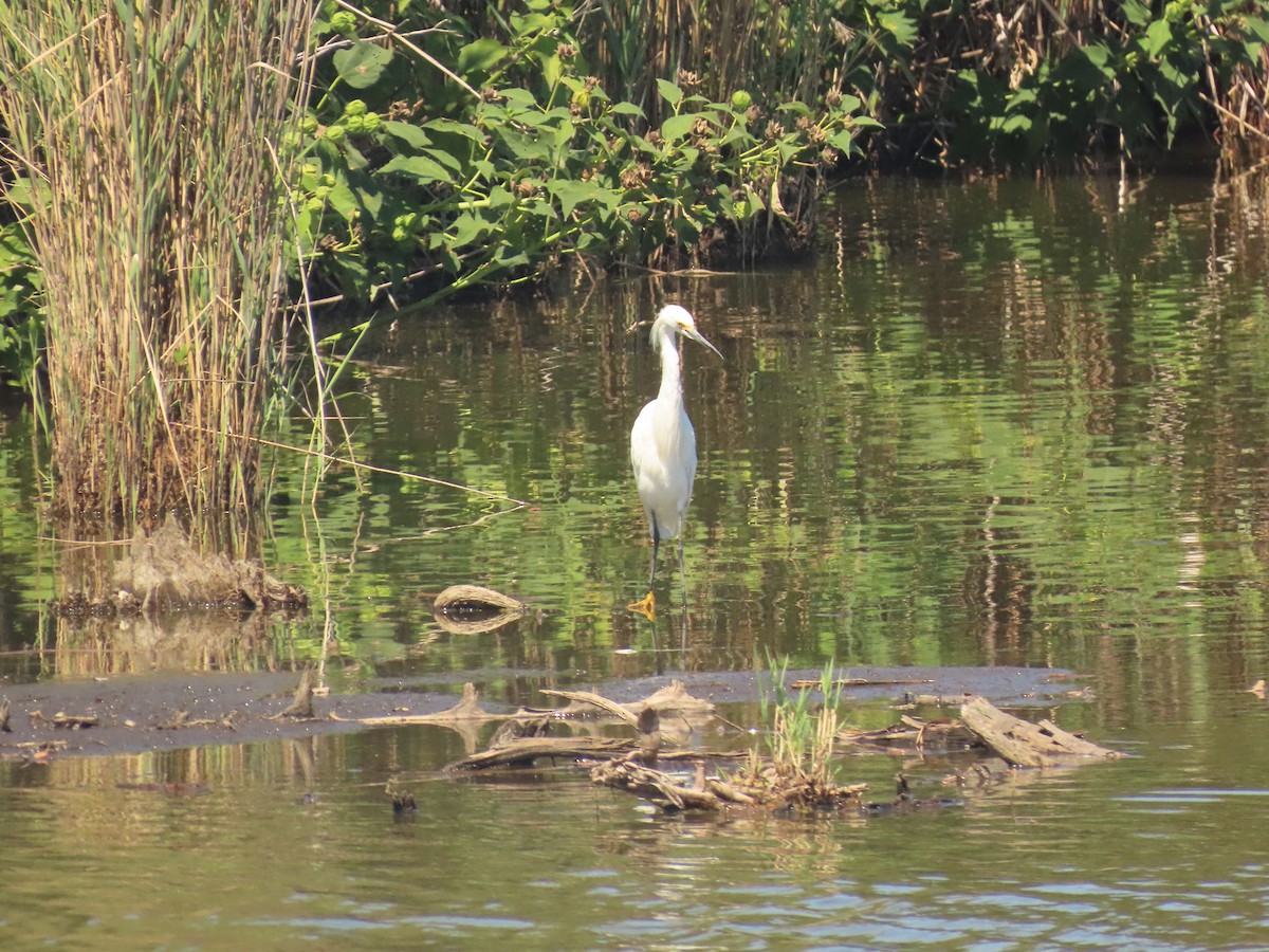 Snowy Egret - ML640709754