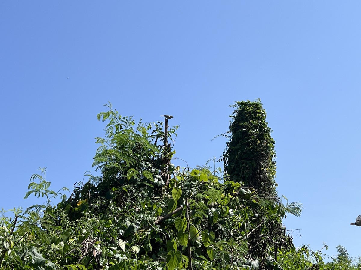 Noronha Vireo - ML640709792