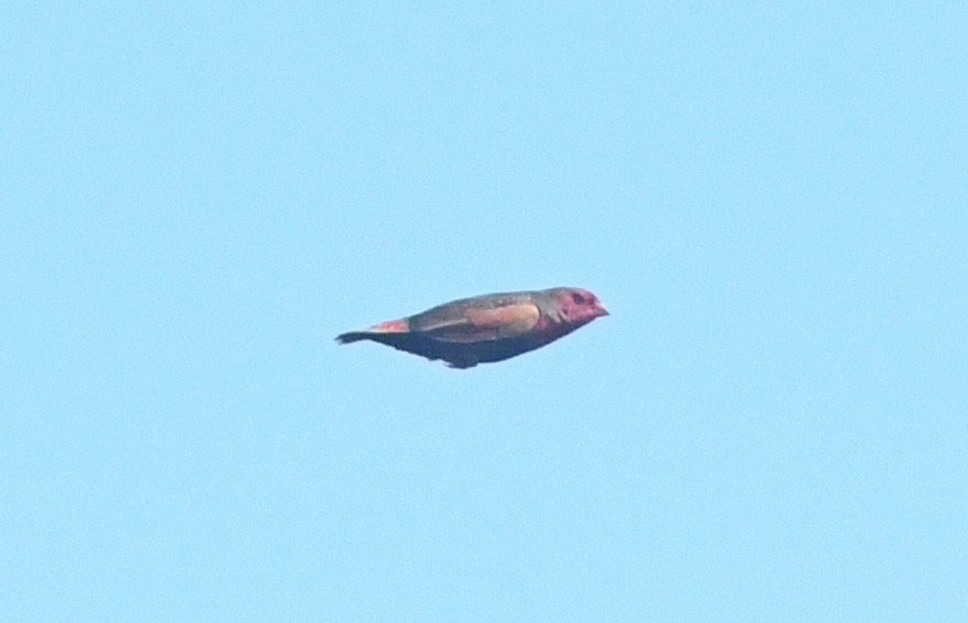 Locustfinch - ML640709793