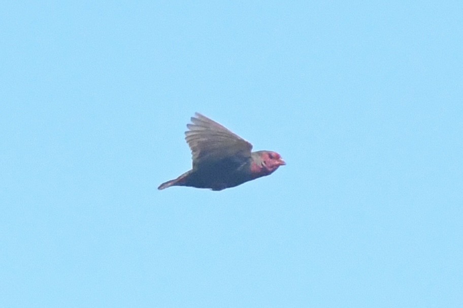Locustfinch - ML640709816