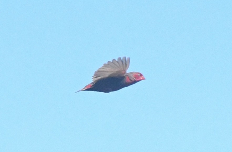 Locustfinch - ML640709838