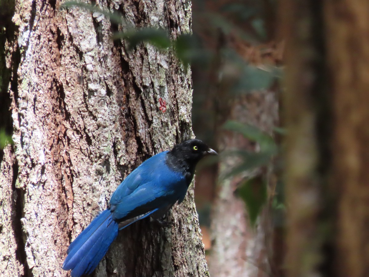 Bushy-crested Jay - ML640709839