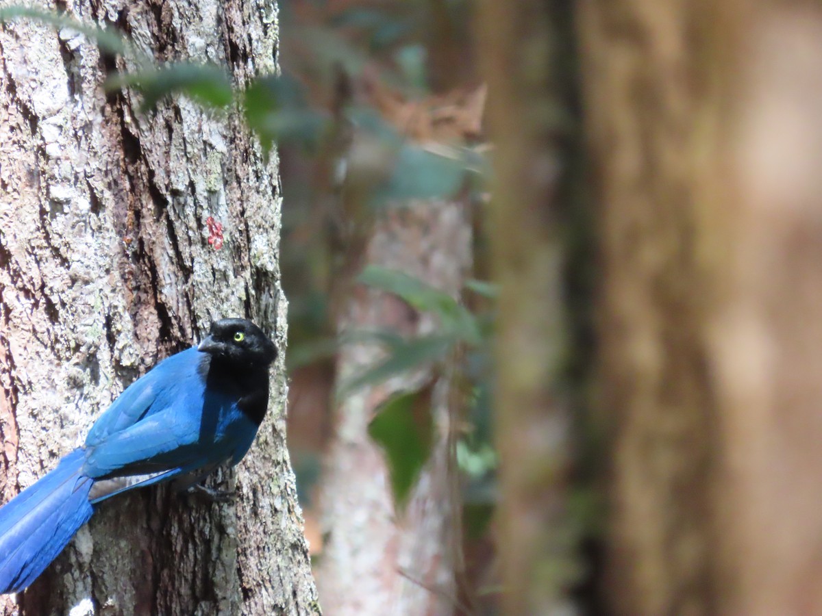 Bushy-crested Jay - ML640709840