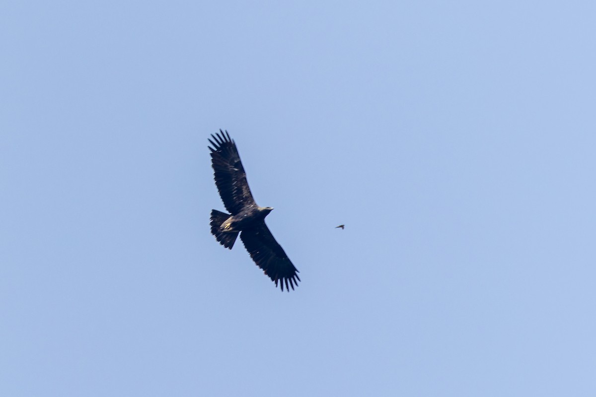 Steppe Eagle - ML640709842