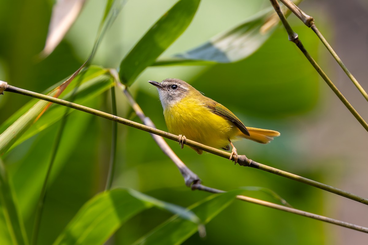 Yellow-bellied Warbler - ML640709847