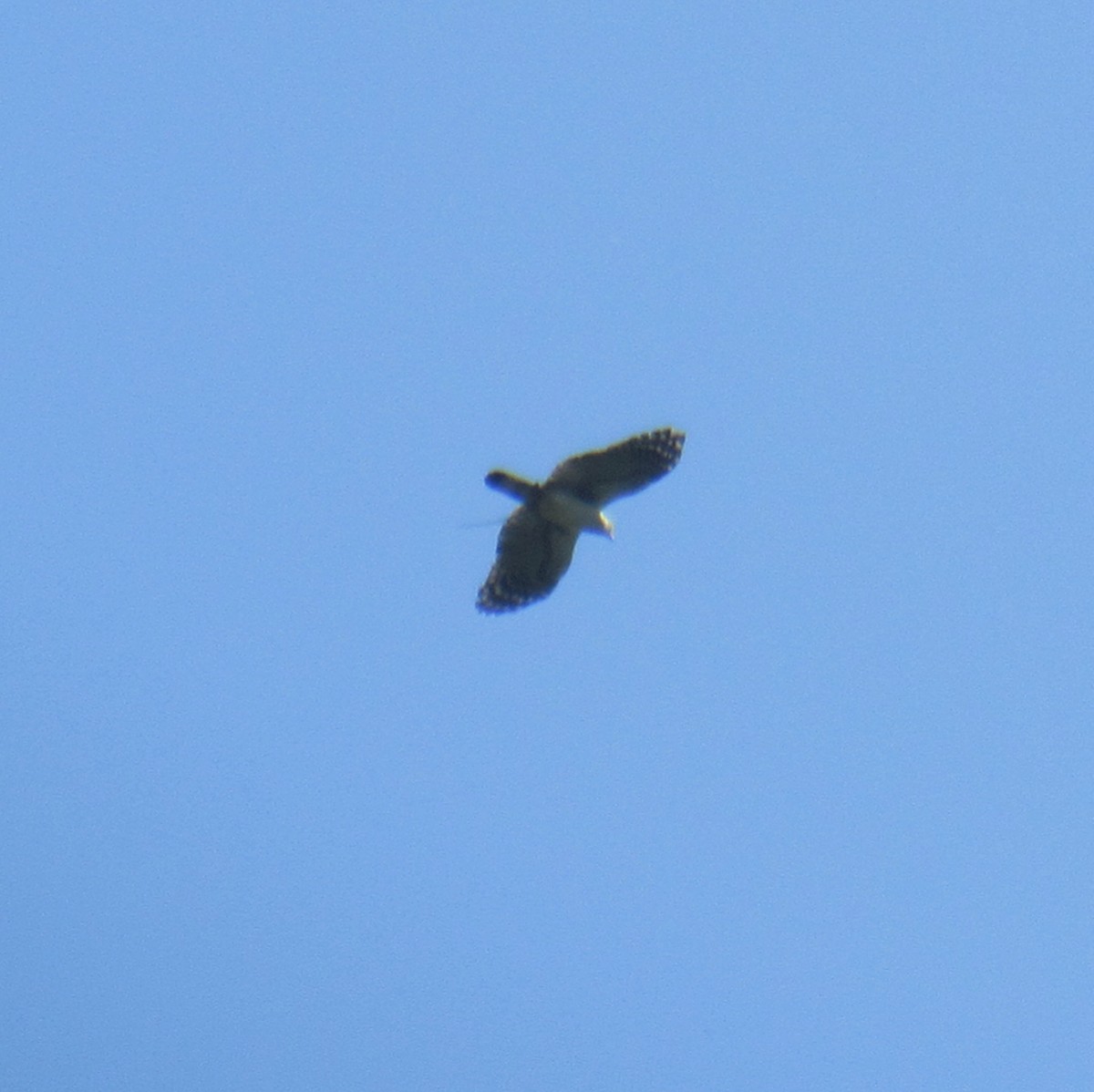 White-collared Kite - ML640709876