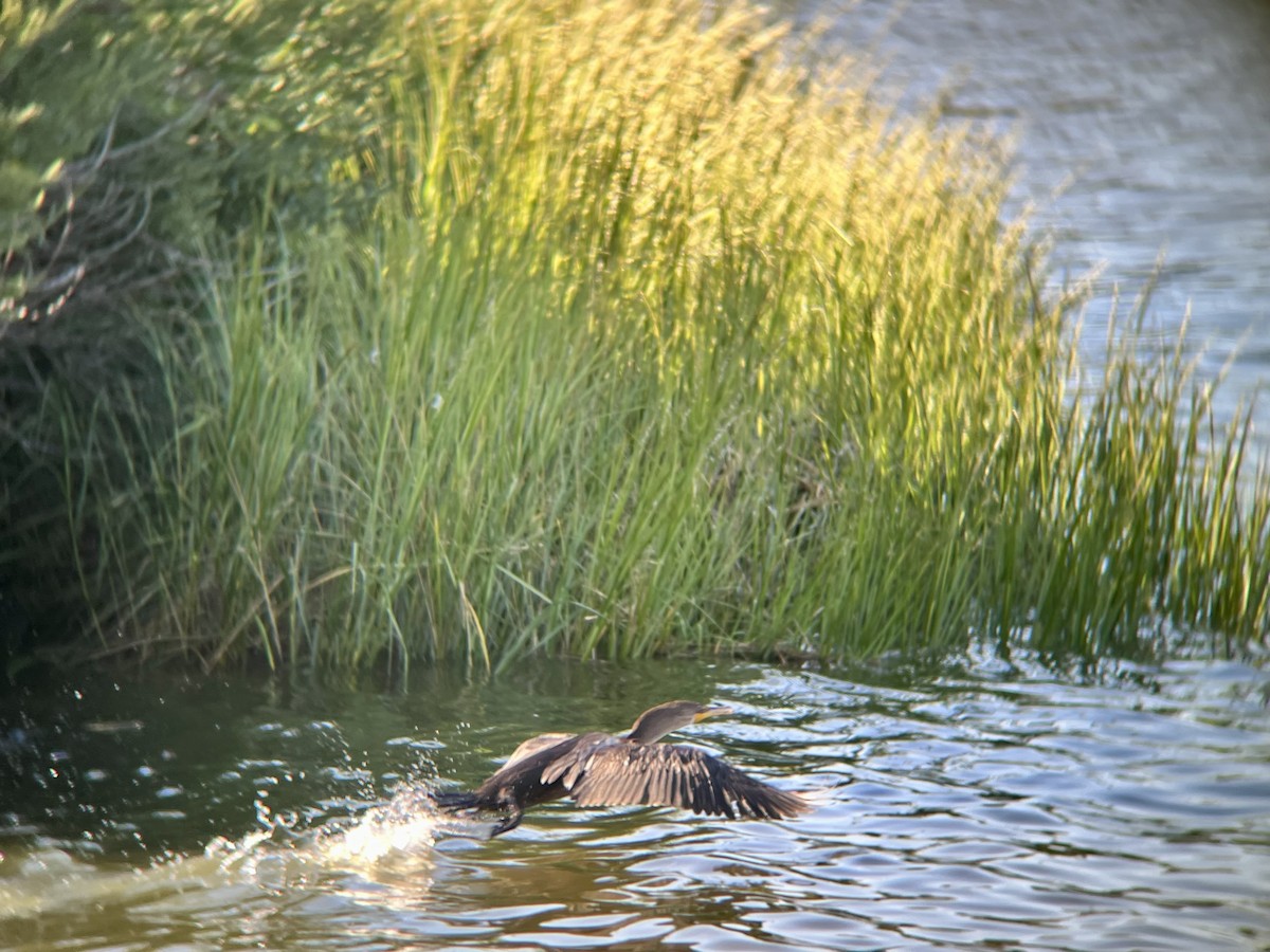 Double-crested Cormorant - ML640709938