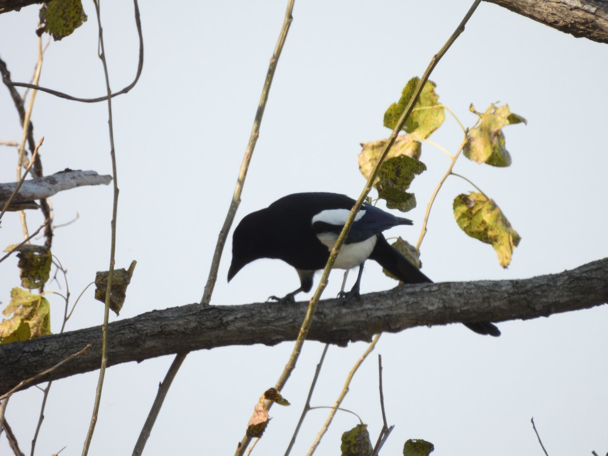 Oriental Magpie - ML640709960