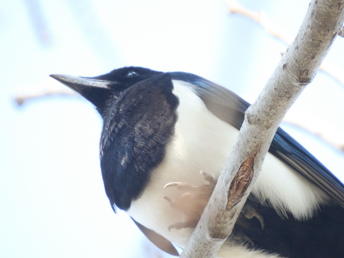 Oriental Magpie - ML640709961