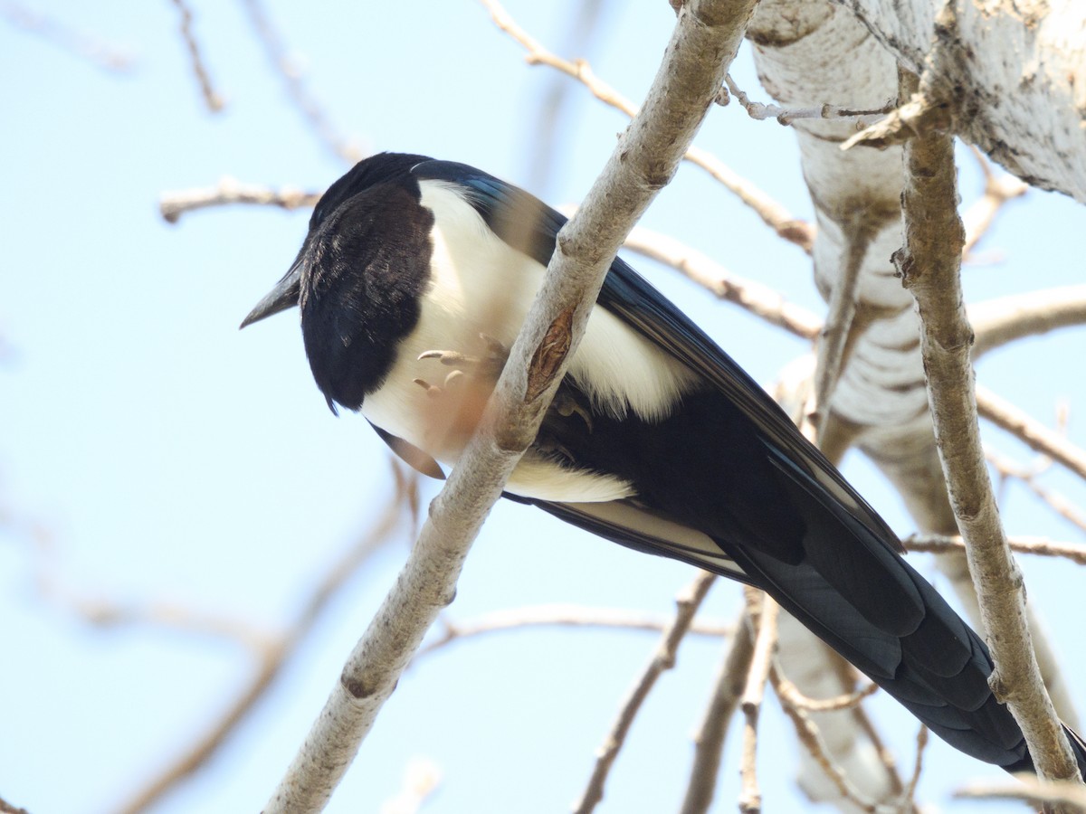 Oriental Magpie - ML640709962