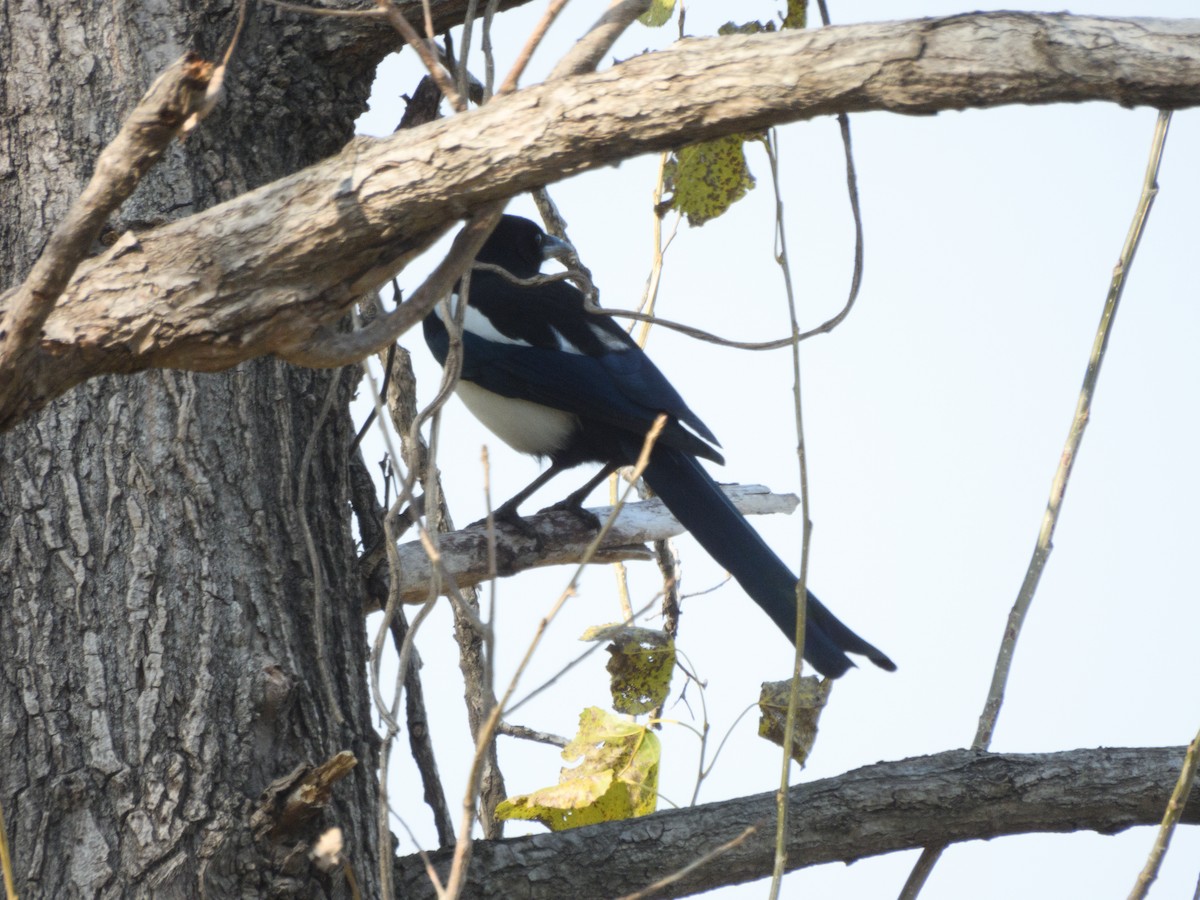Oriental Magpie - ML640709963