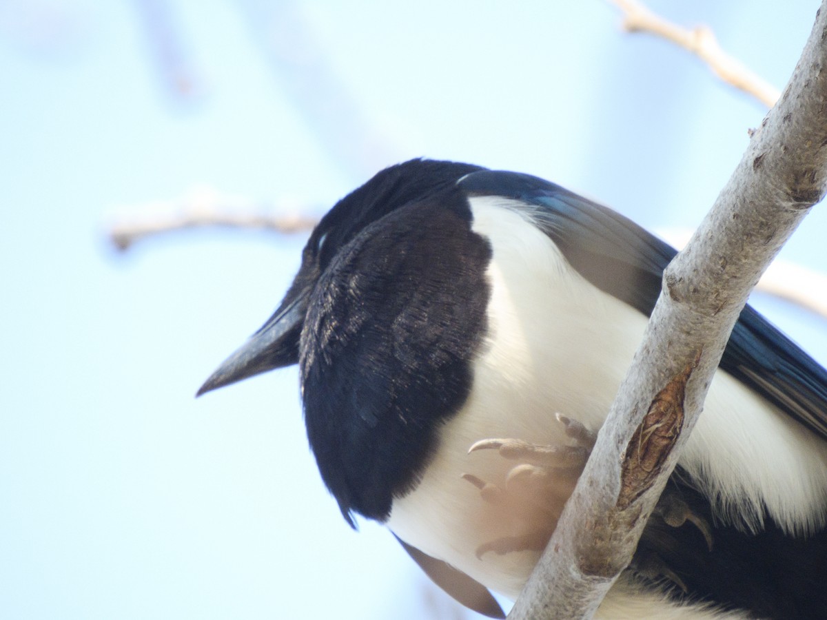 Oriental Magpie - ML640709964