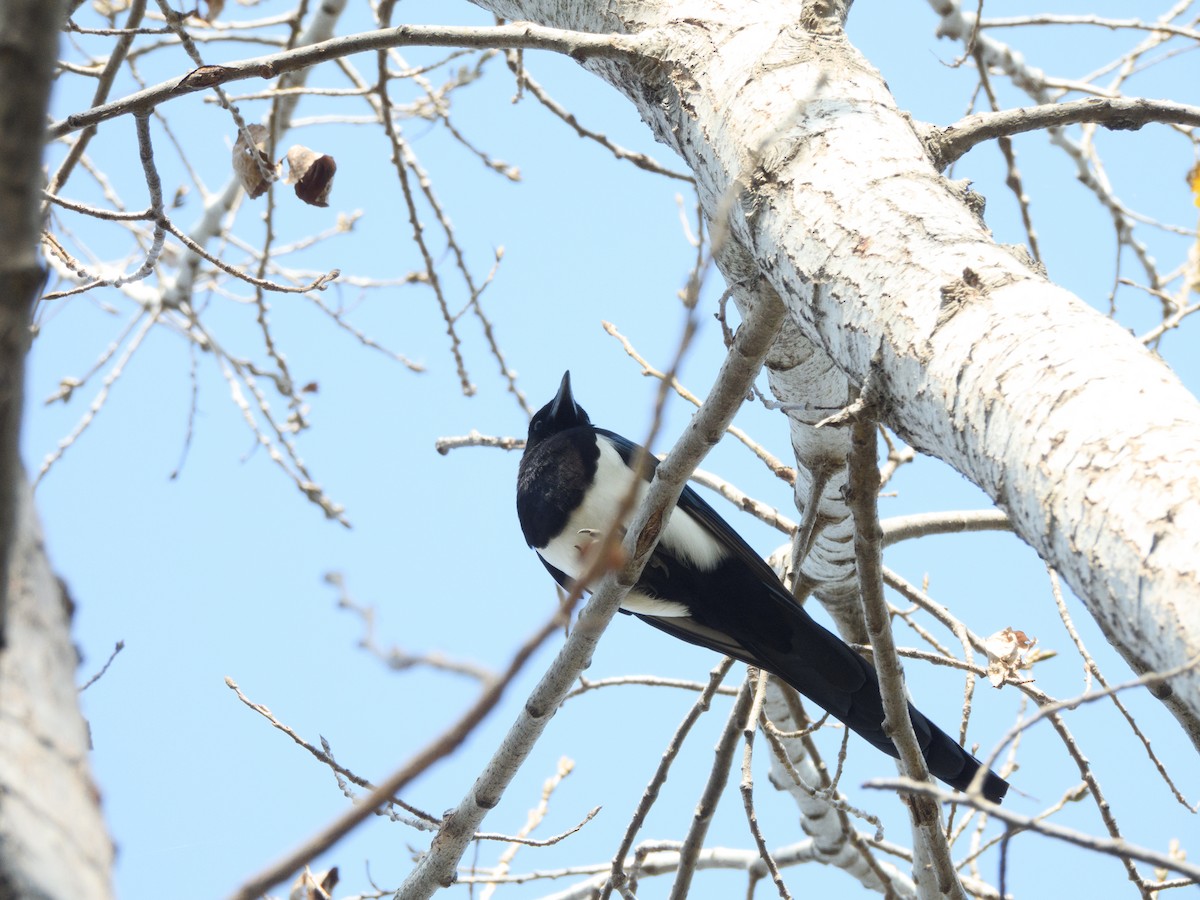 Oriental Magpie - ML640709965
