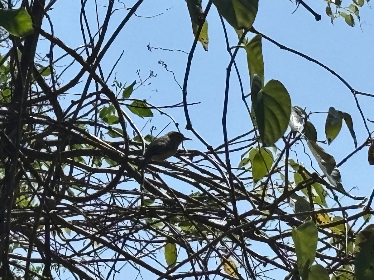 Noronha Vireo - ML640709977