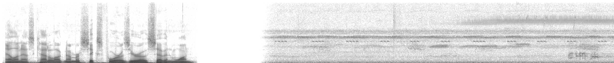 ワキアカヒメシャクケイ（ruficauda） - ML64071