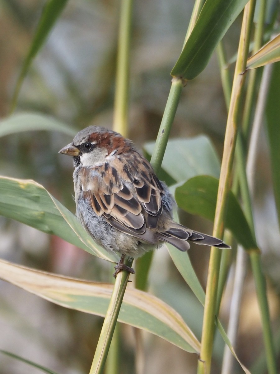 House Sparrow - ML640710054
