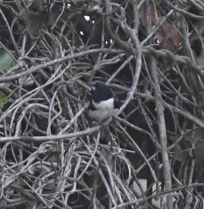 Magpie Mannikin - ML640710059