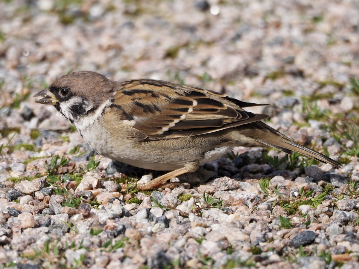 Eurasian Tree Sparrow - ML640710065