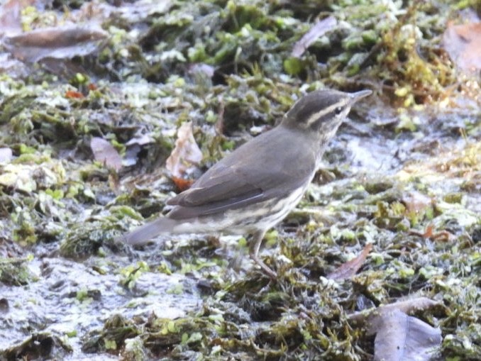 Northern Waterthrush - ML640710087