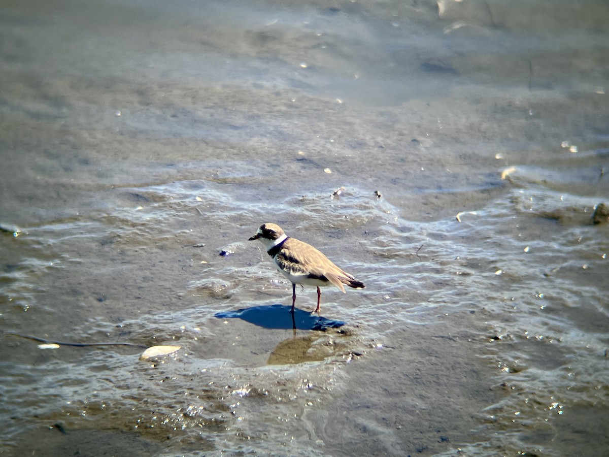 Semipalmated Plover - ML640710103