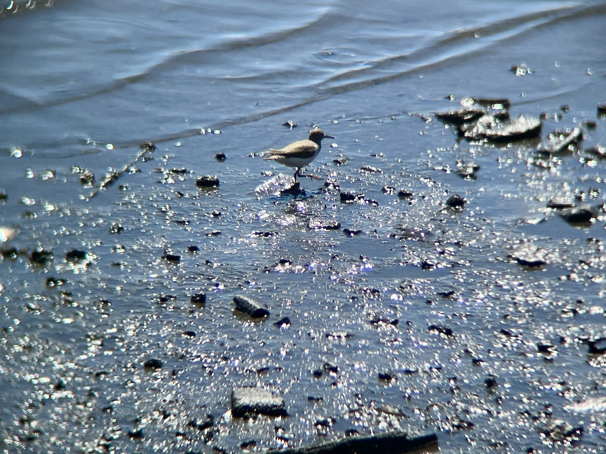 Spotted Sandpiper - ML640710108