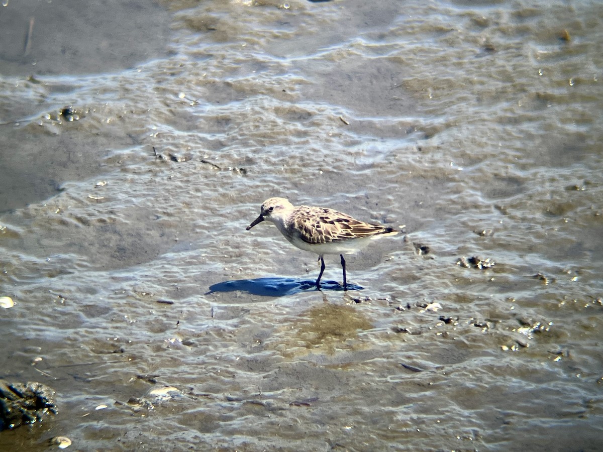 Semipalmated Sandpiper - ML640710112