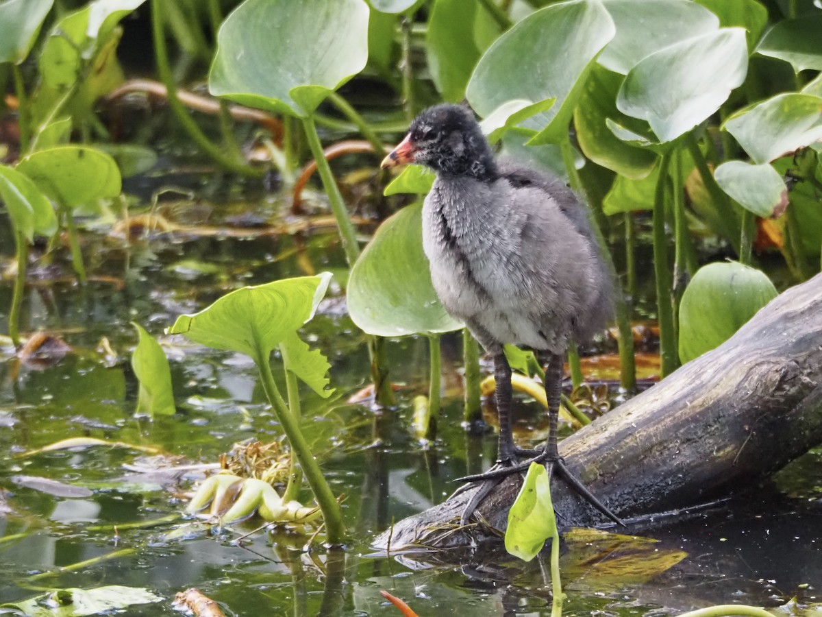 Eurasian Moorhen - ML640710118