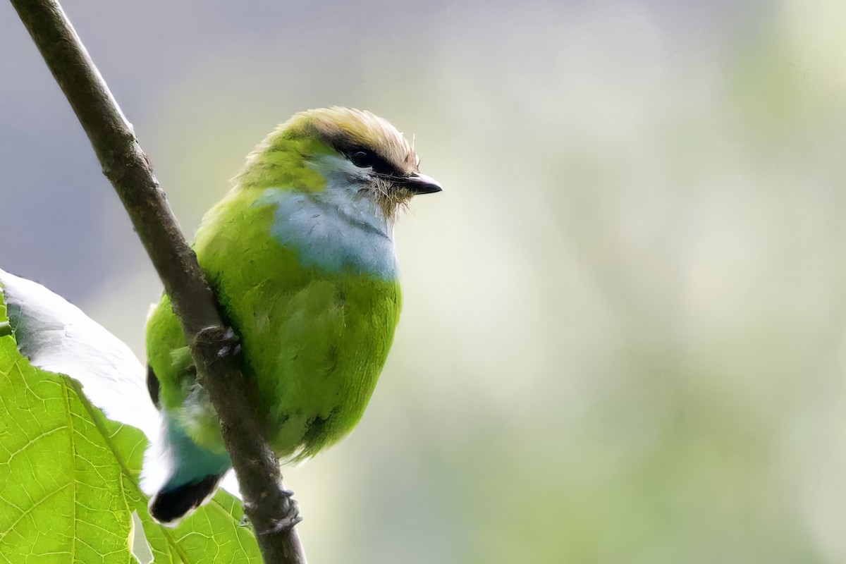 Grauer's Broadbill - ML640710127