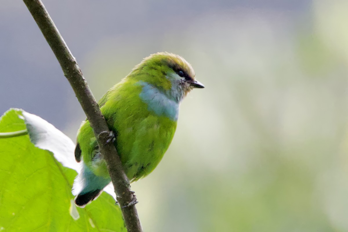 Grauer's Broadbill - ML640710139