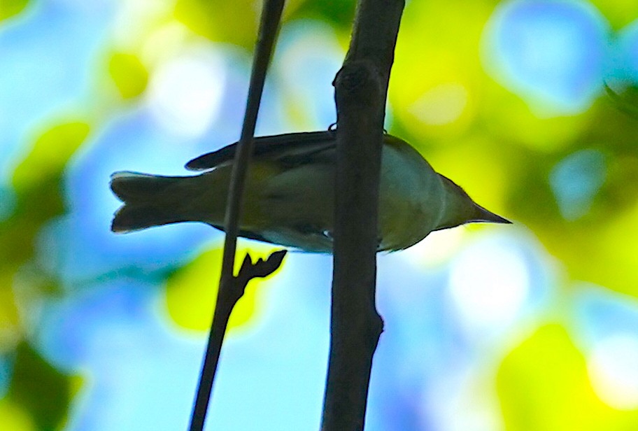 Red-eyed Vireo - ML640710141