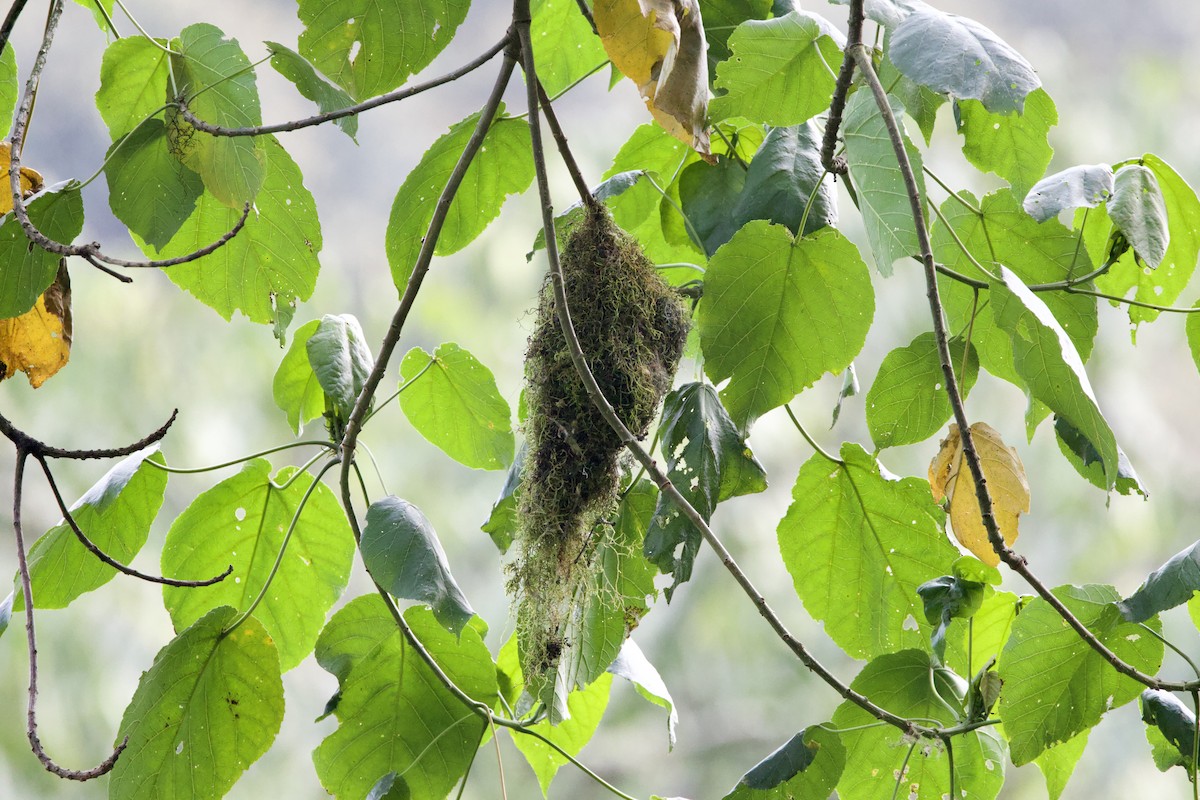 Grauer's Broadbill - ML640710149