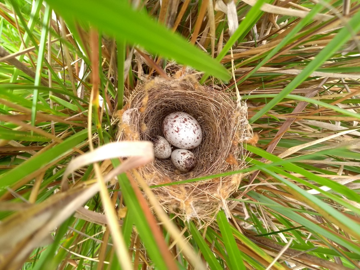 Chestnut Seedeater - ML640710161
