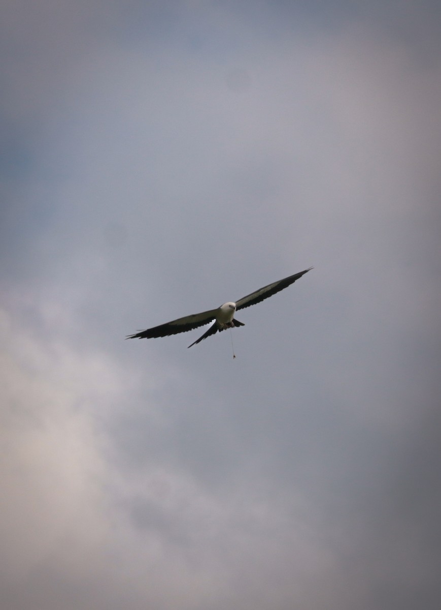 Swallow-tailed Kite - ML640710178